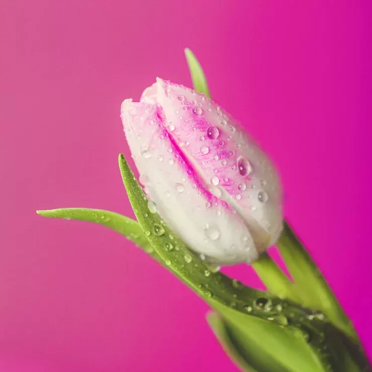 Pembe Gül